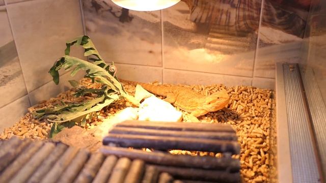 А У НАС ДЕНЬ ТЫКВЫ ! Кормление ВСЕХ моих ПИТОМЕЦ ! 03/01/2023 Выбираю НОВЫХ питомцев ! смотреть онлайн