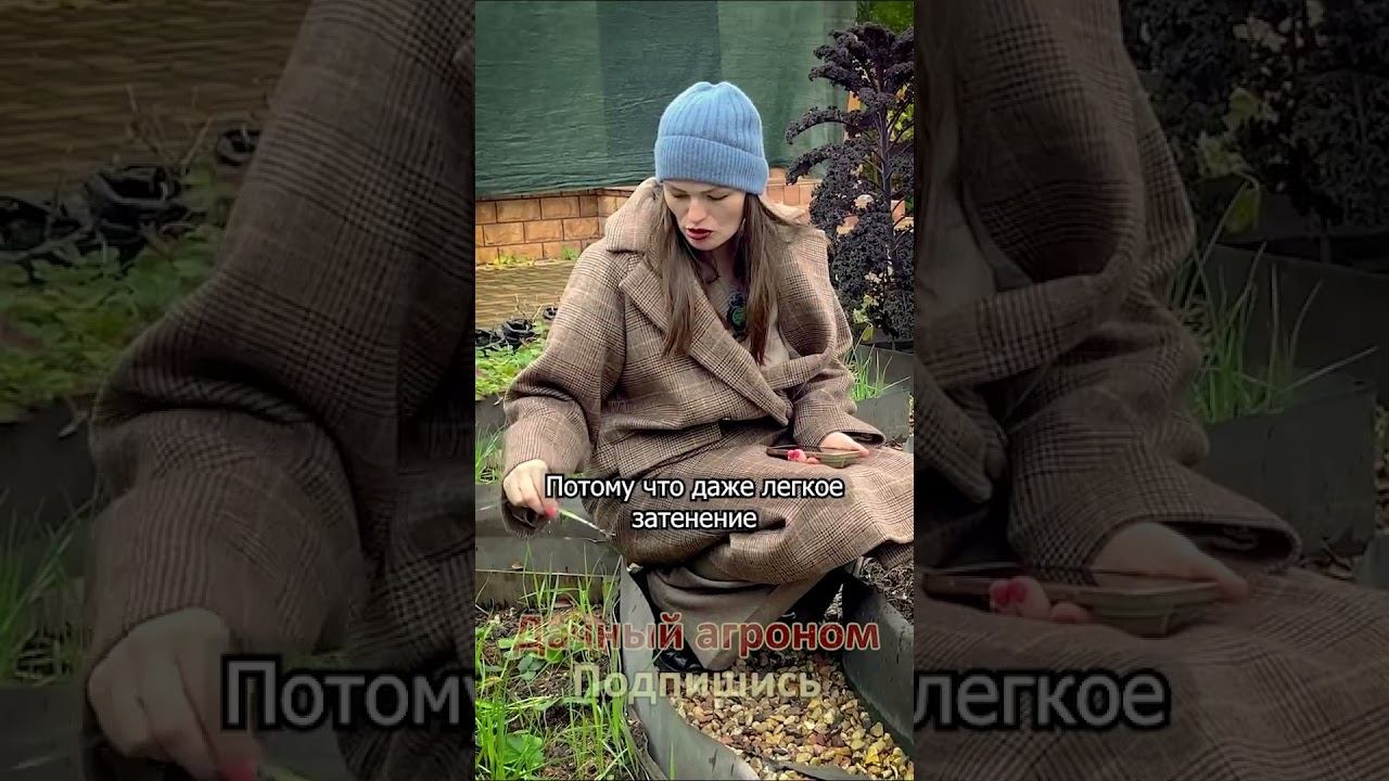 ОСТОРОЖНО С СИДЕРАТАМИ В ОГОРОДЕ! Дачный агроном