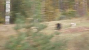 P9130048 работа пары западно-сибирских лаек по медведю