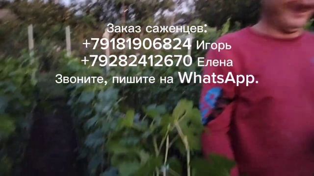 Заказ +79181906824.Чеканка школки 5.09.23г. Виноградник Сулименко. смотреть онлайн