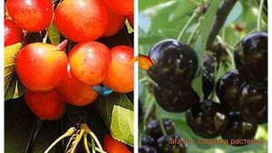 Черешня плодовая Брянская розовая-Ленинградская Черная ? обзор: как сажать, саженцы черешни