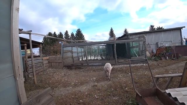 Наши деревенские будни . Перегон свиней у тестя.  Жизнь в деревне.