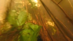 ПОДВОДНАЯ ОХОТА 2022 на реке "ЦНА" ///добыл щук и сомов!!!