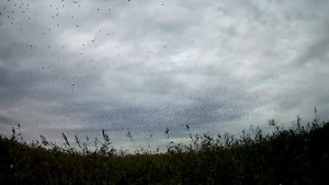 Ловись рыбка. Канонерка. Осеняя ловля судака