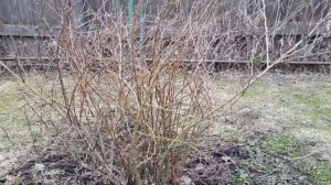 желтый барбарис