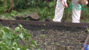 КАК ПРАВИЛЬНО ПОДГОТОВИТЬ ГРЯДКУ ПОД ЧЕСНОК!