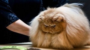 Персидская порода кошки. Почему стоит завести! Видео про кошек.