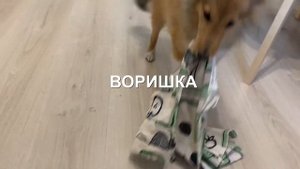 Щенок шелти: от 3 месяцев до 1 года