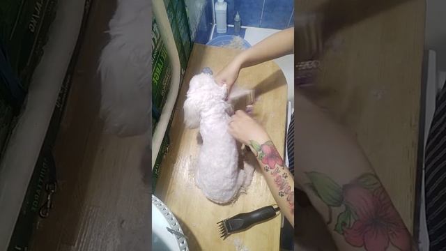 ГРУМИНГ МАЛЬТЕЗЕ Чиваса