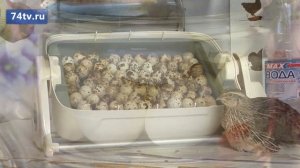 Яйца перепелиные маринованые