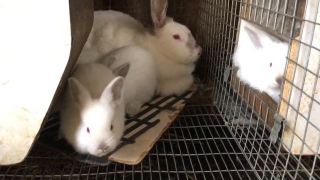 Калифорнийские крольчата 23-25 дней. Содержание, кормление и поение маленьких крольчат.