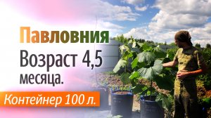 Павловния возраст 4,5 месяца на 16 июня 2022.