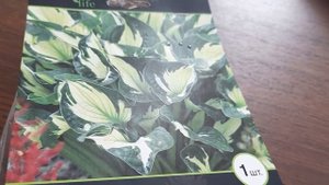 #хоста #Вёрлвинд / Хоста Вёрлвинд ( лат. hosta Whirlwind) . Вихрь.
