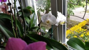 Орхидеи: Фото и реальность Phal. OX King × Fuller's Purple Queen. Обзор цветения, август 2020