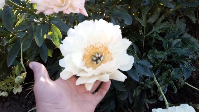 КОРАЛЛОВЫЙ ПИОН МЕНЯЕТ СВОЙ ЦВЕТ 2020 год. КОРАЛЛ ШАРМ.CORAL CHARM