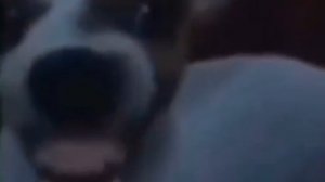 собака смеётся мем