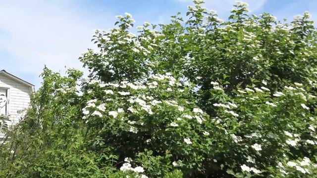 Viburnum opulus. Цветет калина в Подмосковье смотреть онлайн