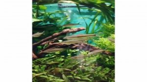 Тропические рыбки Подводные съемки. Аквариум