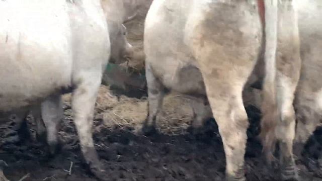 Хозяиство шароле в кургане смотреть онлайн