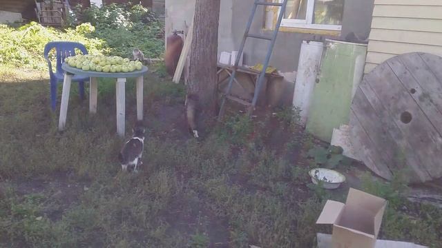 Кто быстрее смотреть онлайн