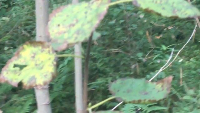 Ложный подберёзовик . смотреть онлайн