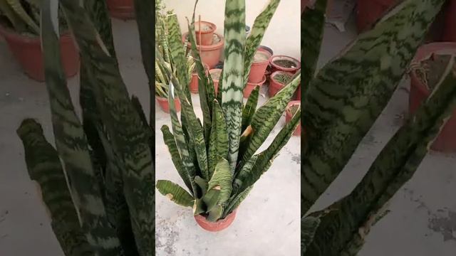 Snake Plant |24 hours Oxygen giving Plant | #snake #plant #bedroomplant #oxygenplant #indoorplants смотреть онлайн