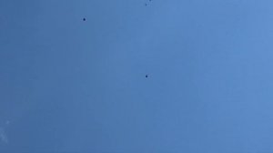 Серпастые голуби! 26.04.23г.