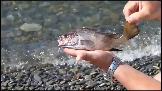 Рыбы чёрного моря смотреть онлайн