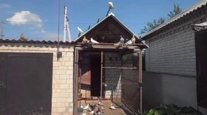 голуби крюковские
