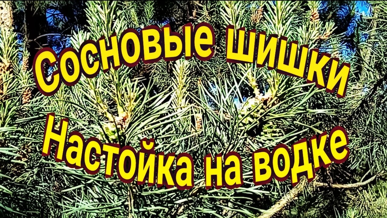 Сосновые шишки. Настойка на водке.