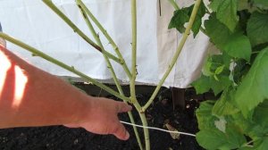 Сельская жизнь на даче. Видеообзор