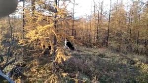 восточносибирская лайка Маайа Мохсошковна. Работает соболя.