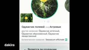 Программа распознавания растений по фото онлайн с телефона Picture This