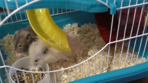 Содержание грызунов. Говорящие грызуны.