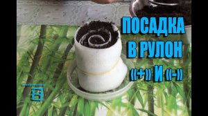 ПОСАДКА СЕМЯН В РУЛОН + И -. МЕТОД КЕРИМОВА, УЛУЧШЕННЫЙ ЮЛИЕЙ МИНЯЕВОЙ. САД (ОГОРОД) И ТЕПЛИЦА
