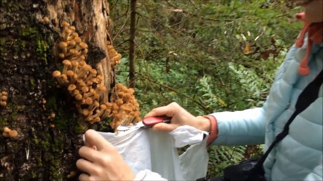 По грибы 16 09 2017 смотреть онлайн