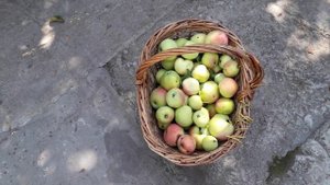 Как собрать яблоки с высокого дерева