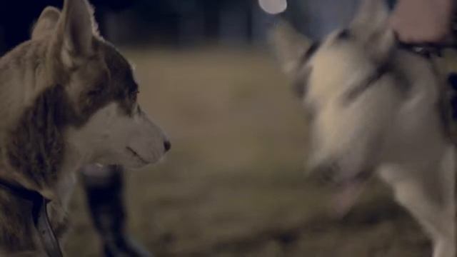 Хаски смотреть онлайн