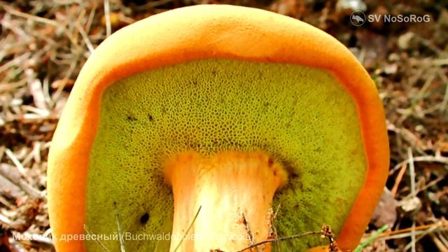 Моховик древесный (Buchwaldoboletus lignicola) смотреть онлайн