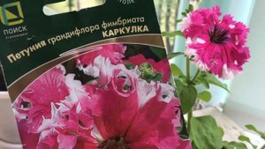 Петуния Каркулка!