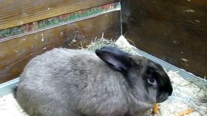 Кролик Мардер