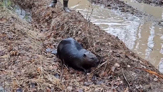 Offroad приключения неумелых джиперов Газета. Часть 2. смотреть онлайн