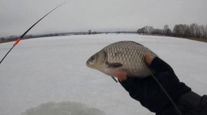 Зимний крупный Карась на "Гвоздешарик"