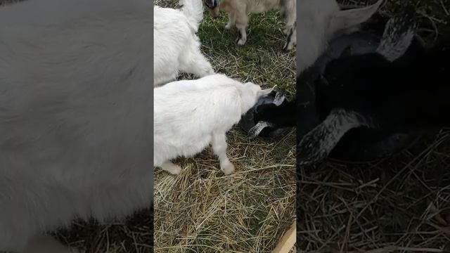 Козлята на племя/содержание козлят/коричневая коза смотреть онлайн