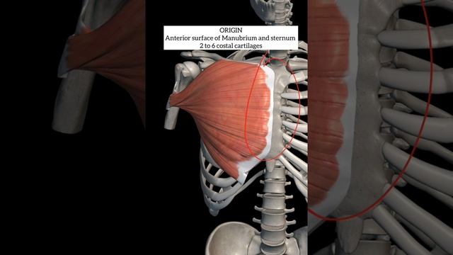 pectoralis major muscle with origin insertion #1styearmbbs #anatomy #mbbs #1millionviews #pectorali