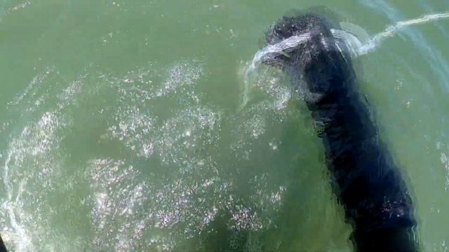 НАХОДОК МОРЕ ПОДВОДНЫЙ КОП В ВЕТРЕНУЮ ПОГОДУ смотреть онлайн