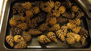 сосновые шишки