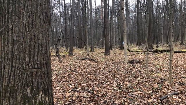 ASMR sounds 4K Walks rustle of leaves park forest Moscow АСМР Прогулка лес звуки шорох листьев смотреть онлайн