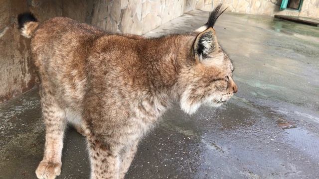 Почему в честь рыси назвали созвездие! смотреть онлайн