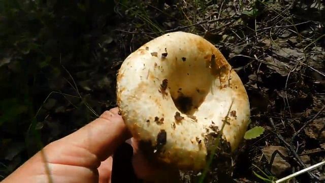 Пошли ГРИБЫ! ГРУЗДИ ДУБОВИКИ! В лес ПО ГРИБЫ!